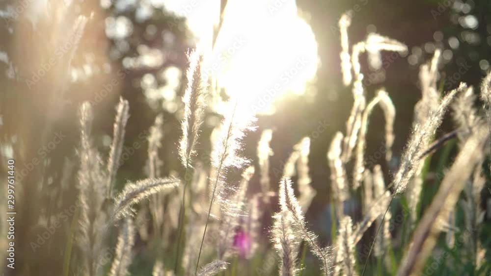 Field of grass during sunset swaying by the wind Field of grass during sunset swaying by the wind