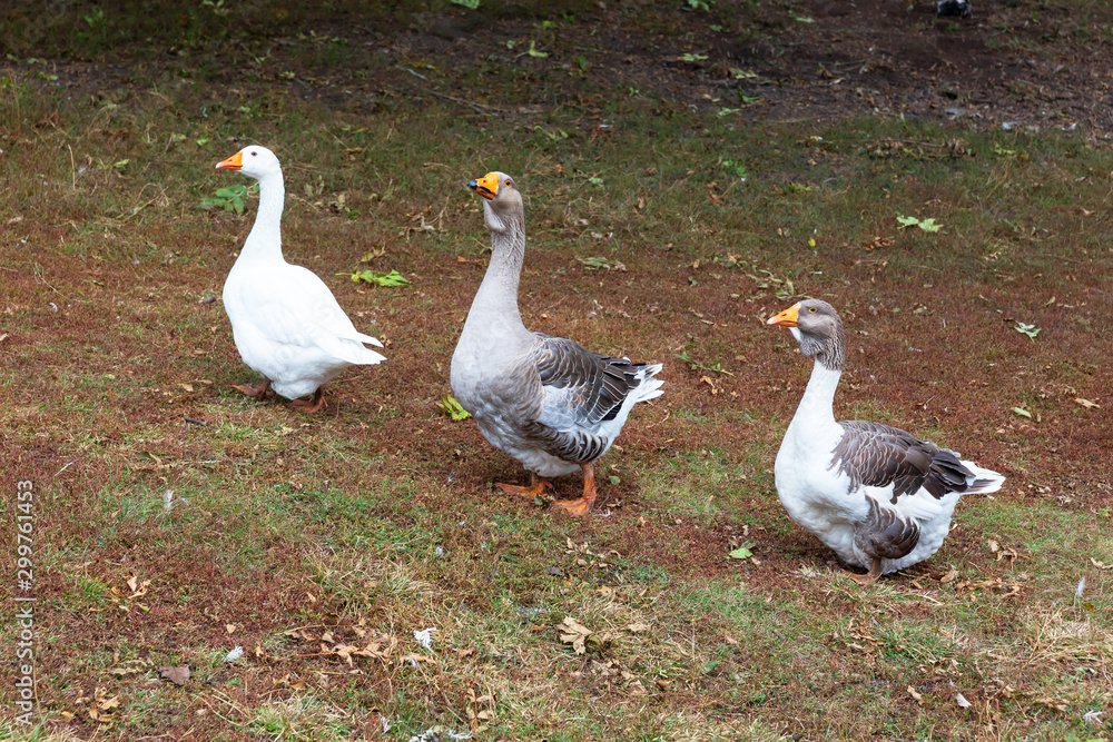Two grey geese and one white goose stand in a row. Two grey geese and one white goose stand in a row.