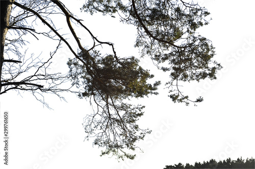Wallpaper Mural Realistic pine tree silhouette on white background Torontodigital.ca