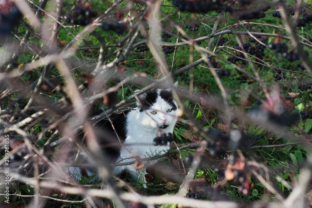 White cat with gray spots hiding in the bushes White cat with gray spots hiding in the bushes