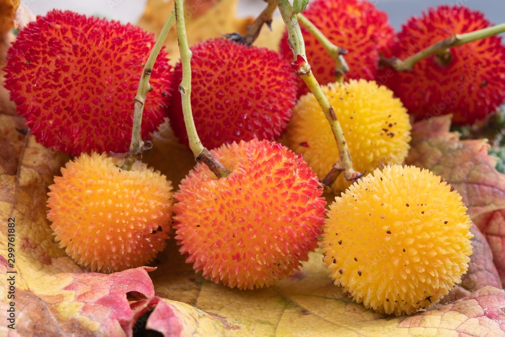 Corbezzolo - Arbutus unedo - Corbezzole Corbezzolo - Arbutus unedo - Corbezzole