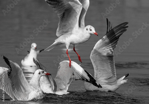 Sea Gulls in black and white in mid flight and fight photo