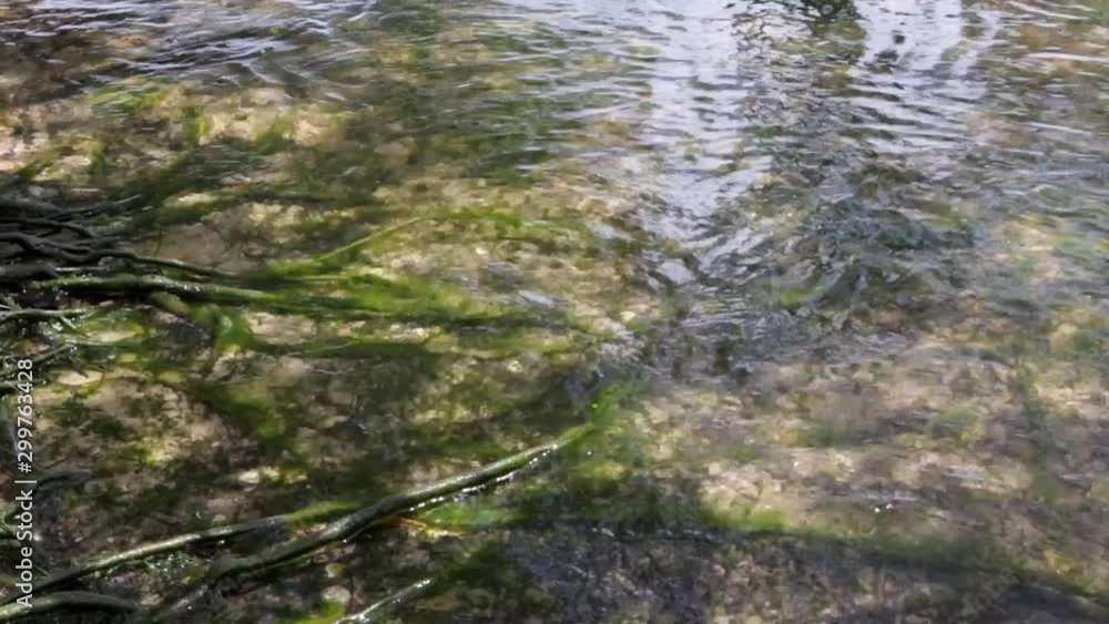 Closeup of transparent water on riverbank in amazon with tree roots, green moss and sand in sunny summer day. Vacation, tourism, travel, lifestyle, landscape and nature concept. Closeup of transparent water on riverbank in amazon with tree roots, green moss and sand in sunny summer day. Vacation, tourism, travel, lifestyle, landscape and nature concept.