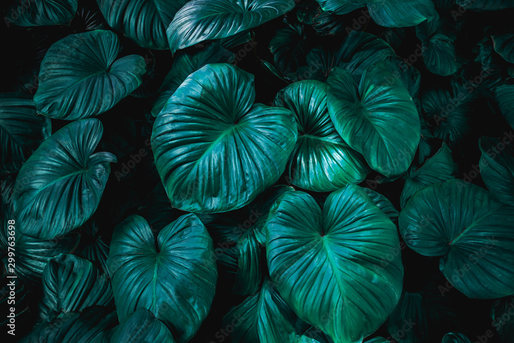 closeup nature view of green leaf in garden, dark tone nature background, tropical leaf closeup nature view of green leaf in garden, dark tone nature background, tropical leaf