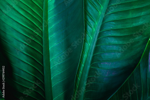 closeup nature view of green leaf in garden, dark tone nature background, tropical leaf