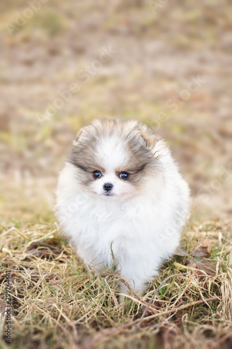 Cute little tricolor parti pomeranian standing in the grass