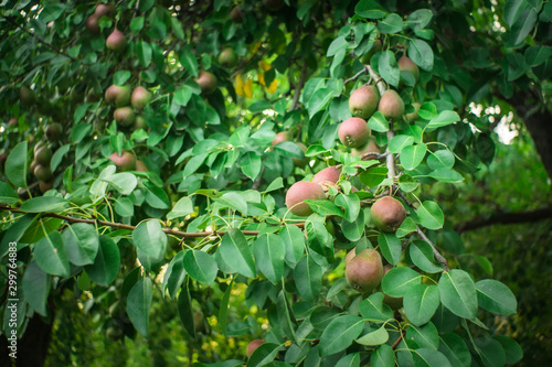 harvest ripe pears on a tree branch. Organic fruit fruit cultivation