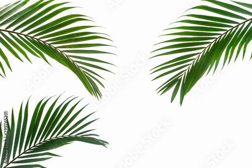 leaves of coconut isolated on white background