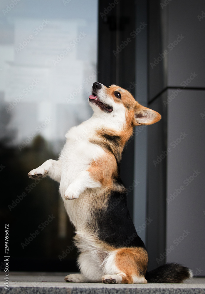 Welsh Corgi dog stands on its hind legs and asks
