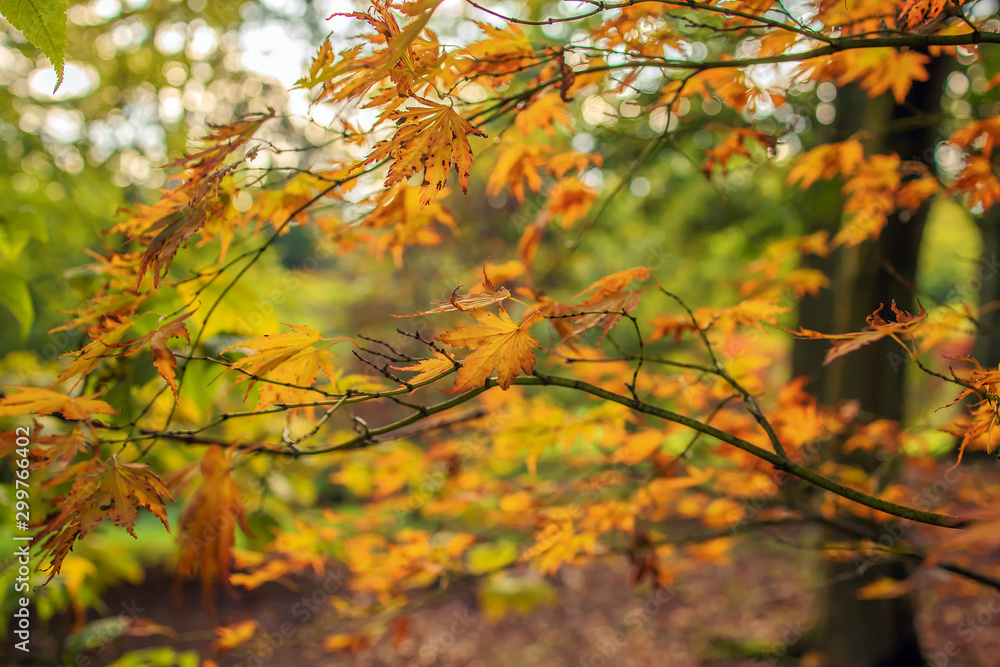 Branch of a maple tree in yellow autumnal colours