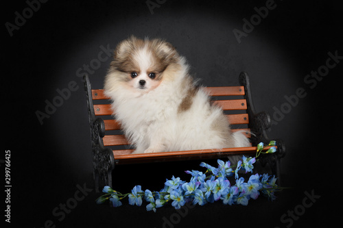 Cute little parti tricolor pomeranian puppy on a seat