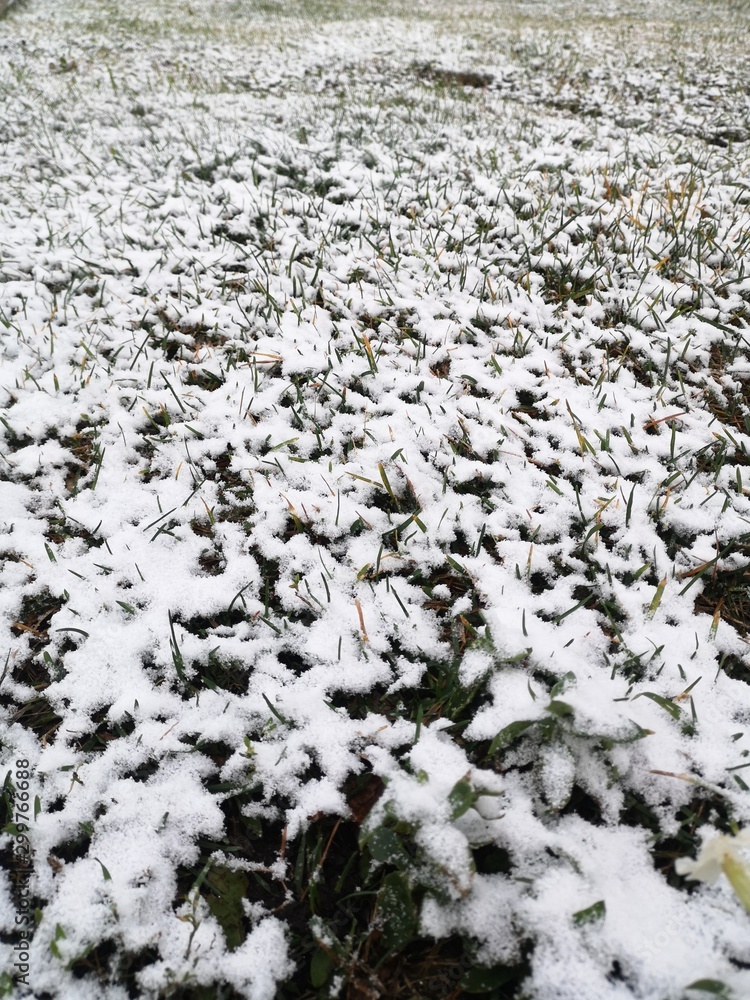 Winter has come, first snow on green grass, texture