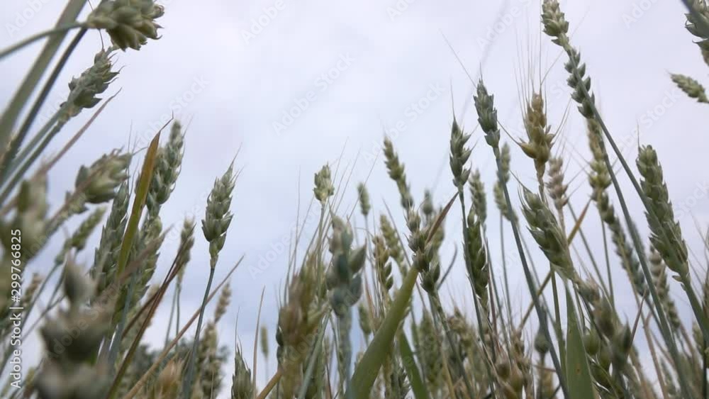 Ripe organic cereals ears against blue cloudy sky. Slow motion, Full HD video, 240fps, 1080p. Ripe organic cereals ears against blue cloudy sky. Slow motion, Full HD video, 240fps, 1080p.