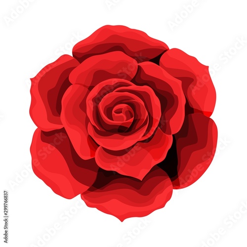 Rose hand drawing and colored. A blossoming rosebud. Vector illustration. photo