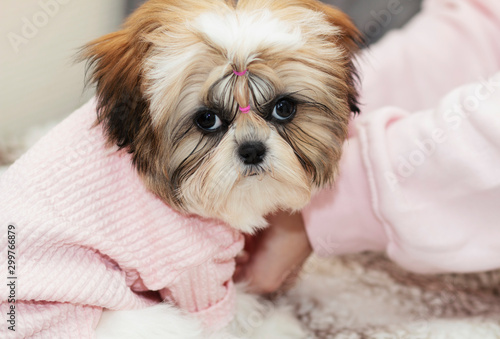 beautiful shih tzu puppy looks offended in pink clothes