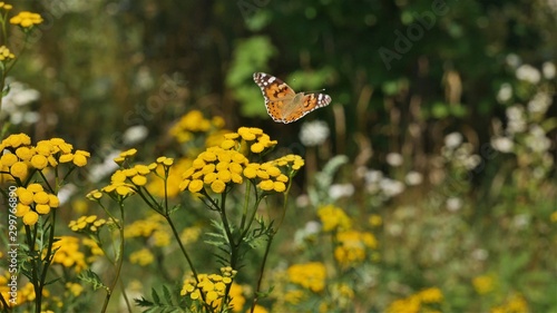 A butterfly flies over a yellow tansy flower.