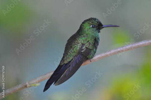 Colibri vert bleu, Costa Rica