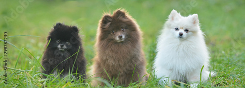 three pomeranian dogs in the grass