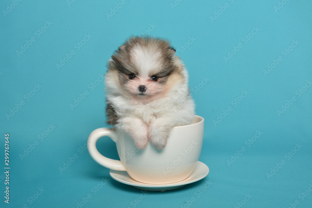 Tricolor parti pomeranian teacup Stock Adobe Stock