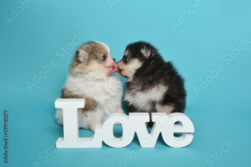 Two sibling black and tan tricolor parti pomeranian dogs kissing  love