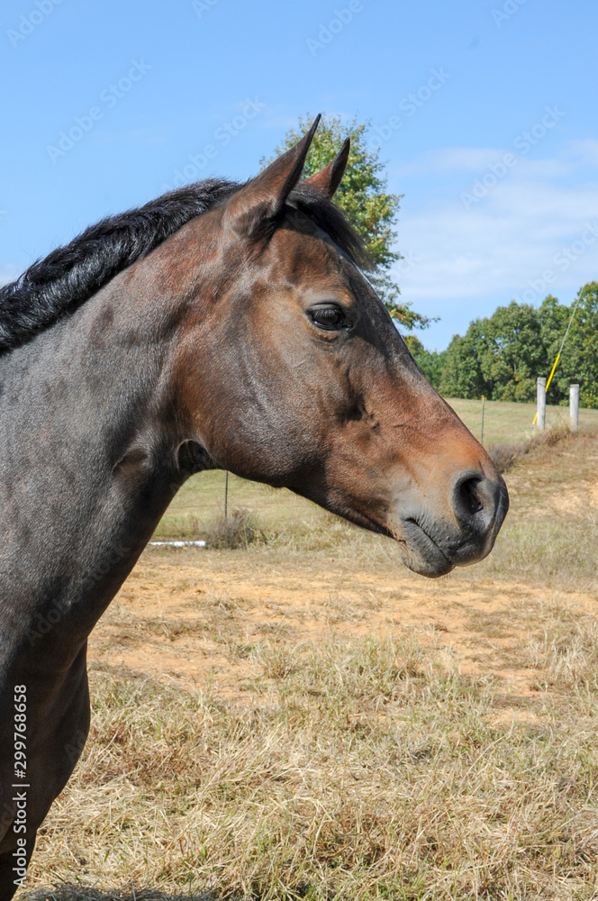 Obraz premium Barbie