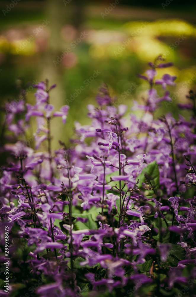 Purple flower and blur background in the garden, vintage tone filter Purple flower and blur background in the garden, vintage tone filter