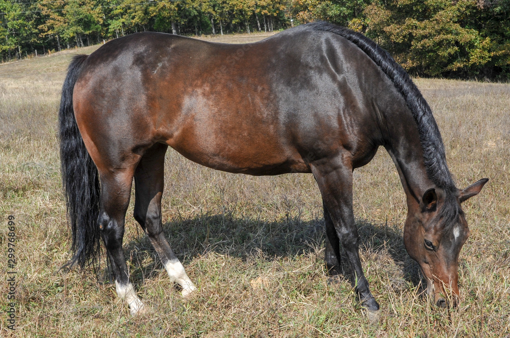 Fototapeta premium Grazing mare