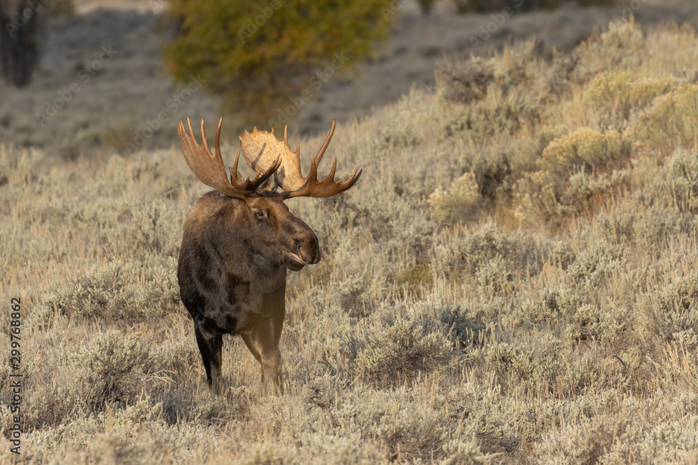 Fototapeta premium Bull Shiras Moose in Autumn in Wyoming