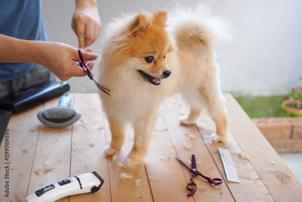 Pomeranian getting best sale a haircut