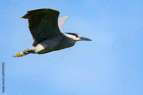 A Black-crowned Night Heron in flight agaisnt a blue sky.