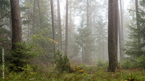 Forest in the fog with pines, deciduous trees and firs. Soil overgrown with moss and ferns