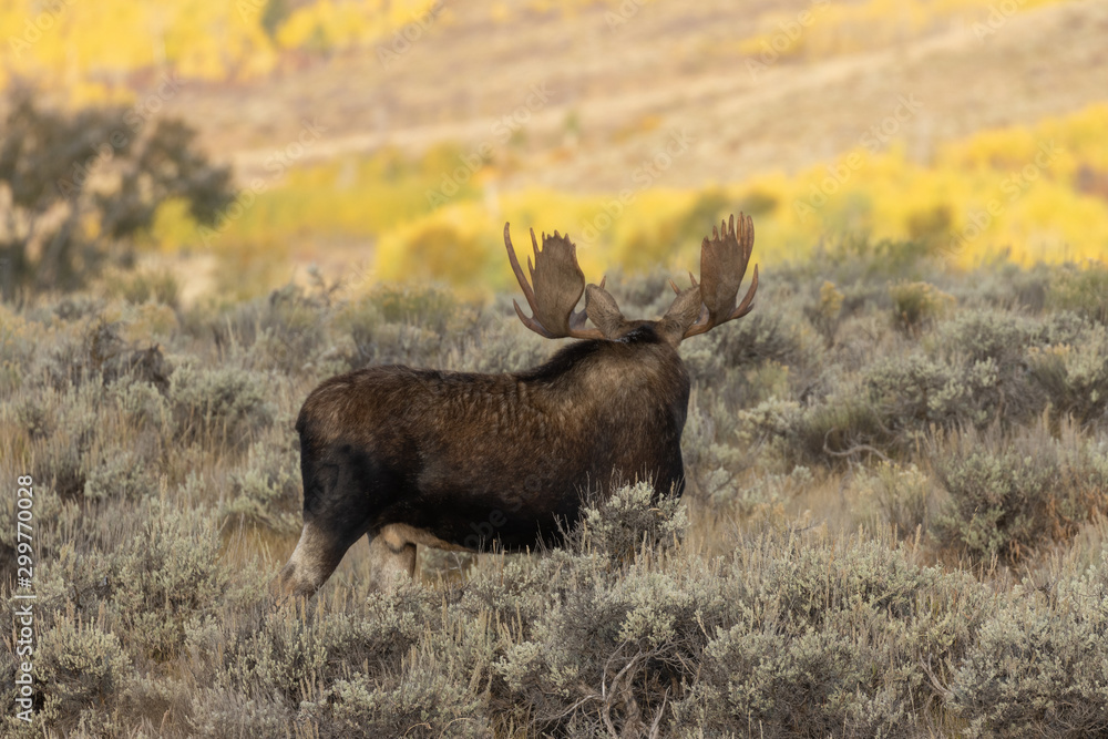 Bull Shiras Moose in Autumn in Wyoming Bull Shiras Moose in Autumn in Wyoming