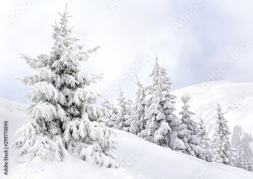 Winter landscape of mountains with of fir forest in snow. Carpathian mountains