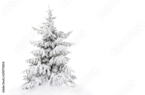 Fir tree covered snow on white background with space for text