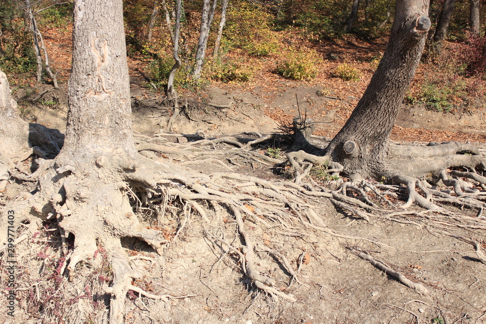forest forest