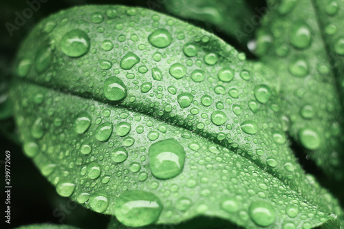 Water drops on green leaf. Close up. Dew after rain © bigbaraboom