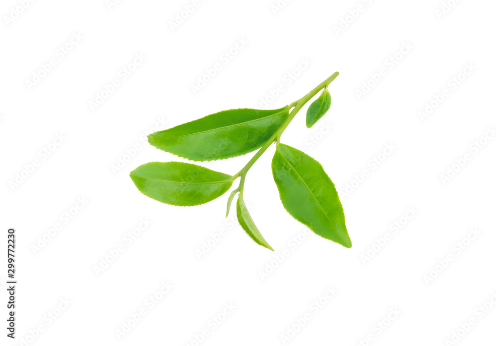 Green tea leaf isolated on white background