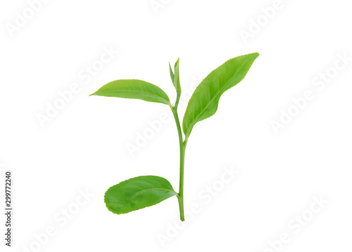 Green tea leaf isolated on white background