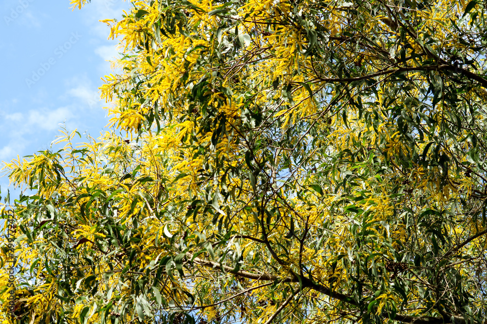 Wattle or Acacia auriculiformis little bouquet flower full blooming in the garden Wattle or Acacia auriculiformis little bouquet flower full blooming in the garden