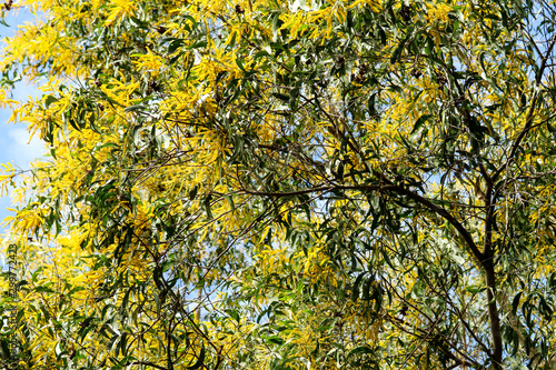 Wattle or Acacia auriculiformis little bouquet flower full blooming in the garden