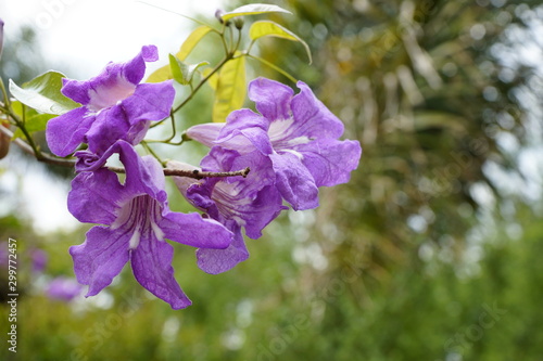 flor clytostoma binatum purpura photo