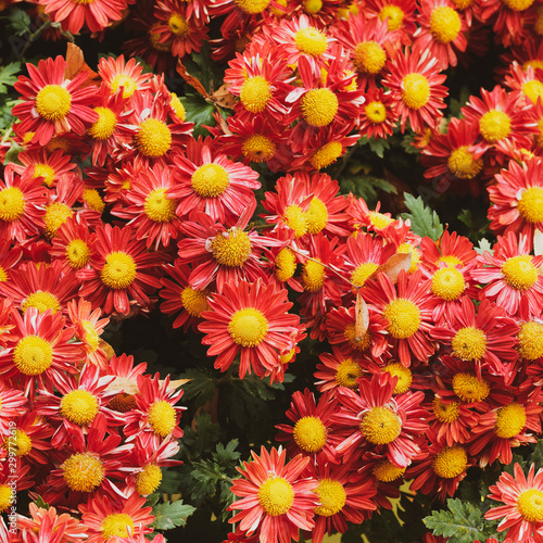 Fototapeta Naklejka Na Ścianę i Meble -  (Chrysanthemum) Schöne dekorative farbenprächtig blühenden von Herbst- und Gartenchrysantheme