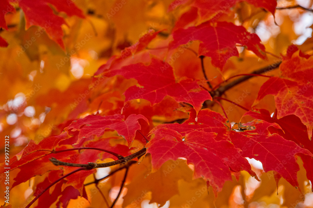 Autumn Haze Autumn Haze