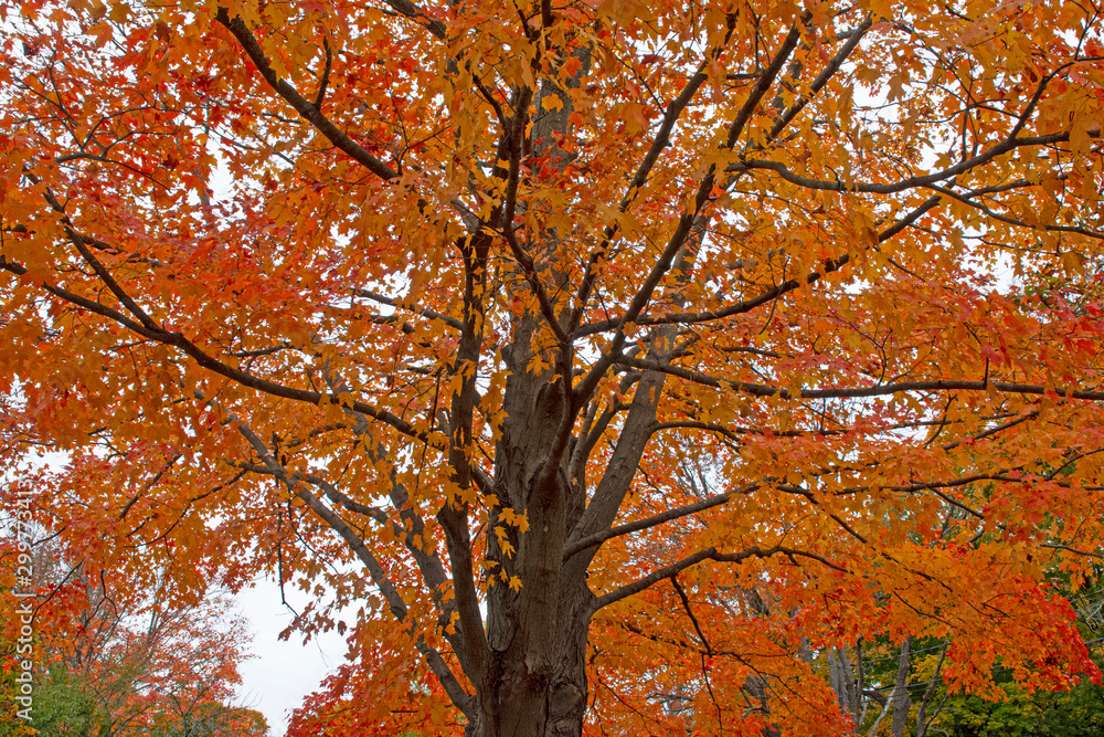 Limbs and Leaves