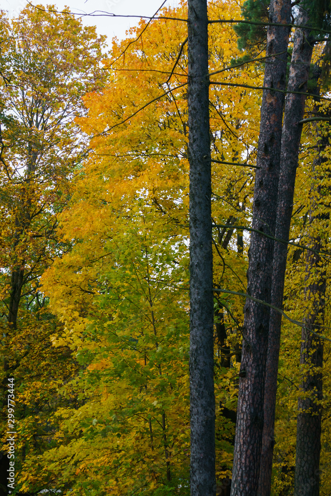 Fototapeta premium Scattered with yellow-orange leaves, maple tree branches in the park.