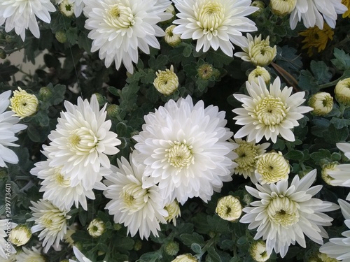 bouquet of flowers