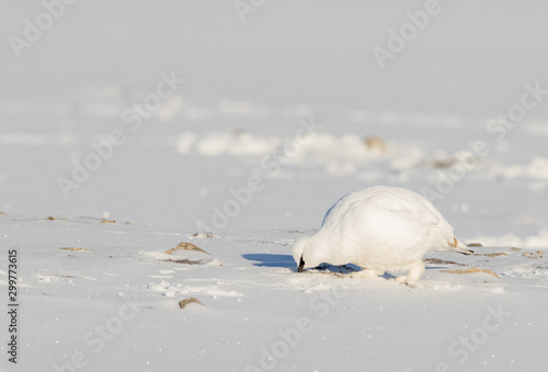 Svalbard Rock ptarmigan, Lagopus muta hyperborea, bird with winter plumage, searching for food in the snow at Svalbard photo