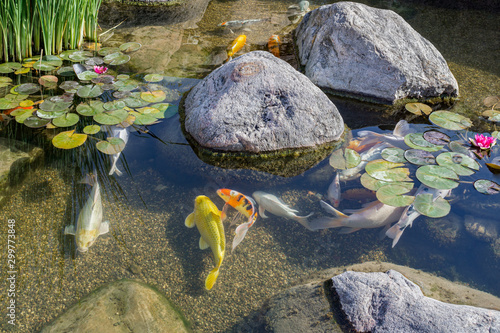 Decorative fishes in pond