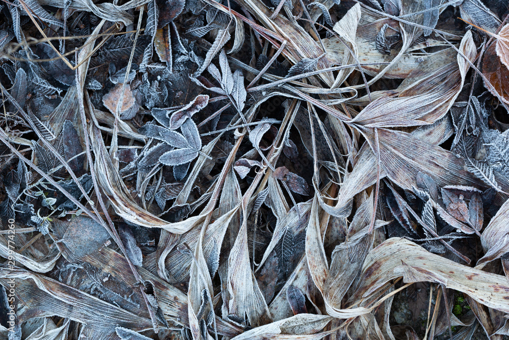Frosty autumn fall leaves. Natural frozen leaves background. Changing seasonal leaves after an overnight frost. Frosty autumn fall leaves. Natural frozen leaves background. Changing seasonal leaves after an overnight frost.