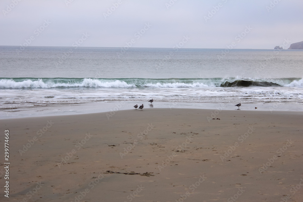 Birds along the Drakes Beach, Point Reyes National Seashore, Marin County, California